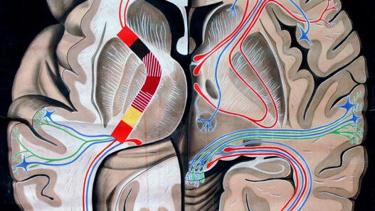 Vintage anatomical illustration of the human brain