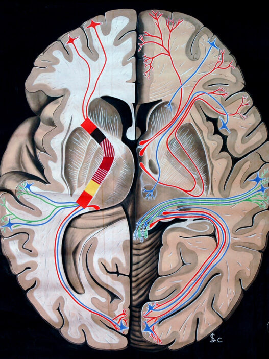 Vintage anatomical illustration of the human brain