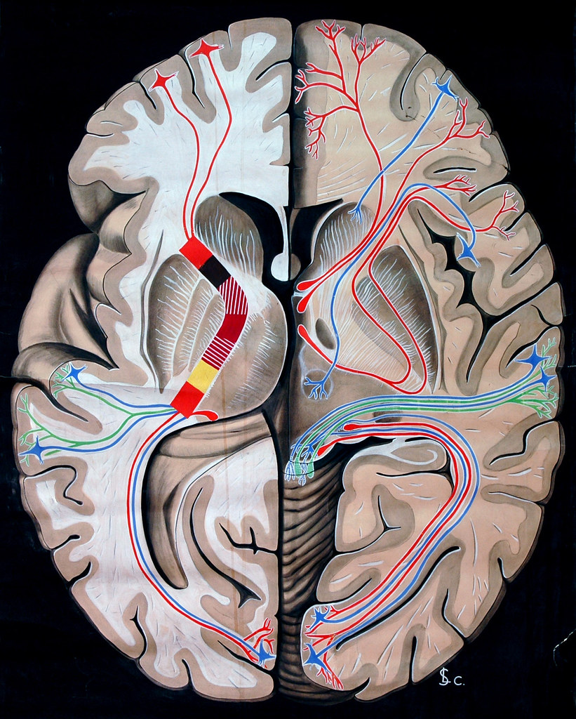 Vintage anatomical illustration of the human brain