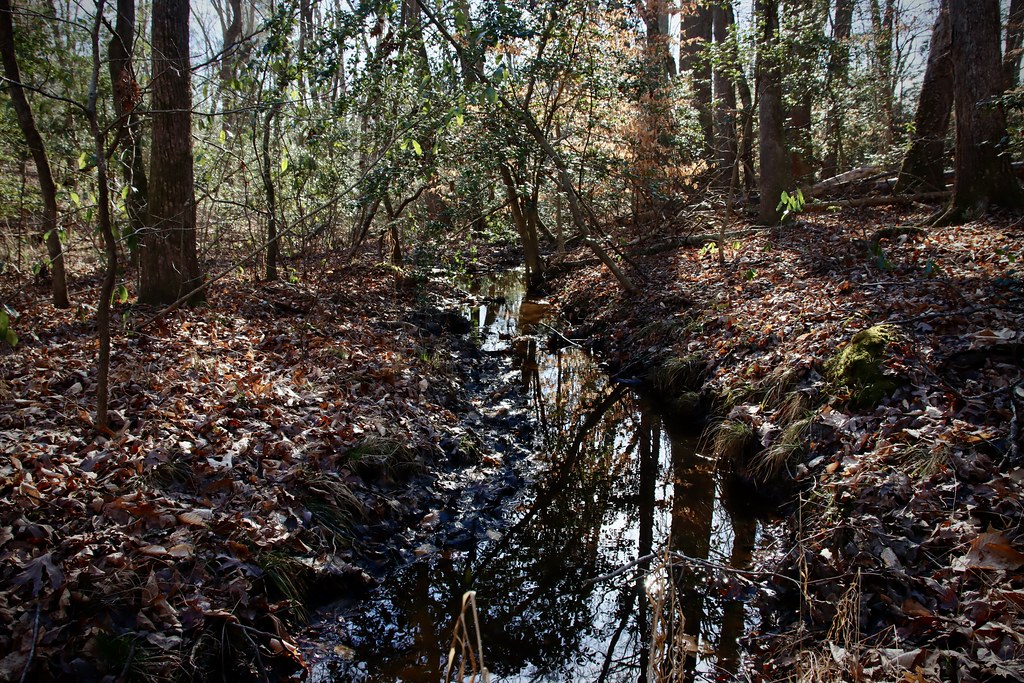 Forest trail over a creek