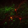 Fluorescence microscopy image of neurons in red and green