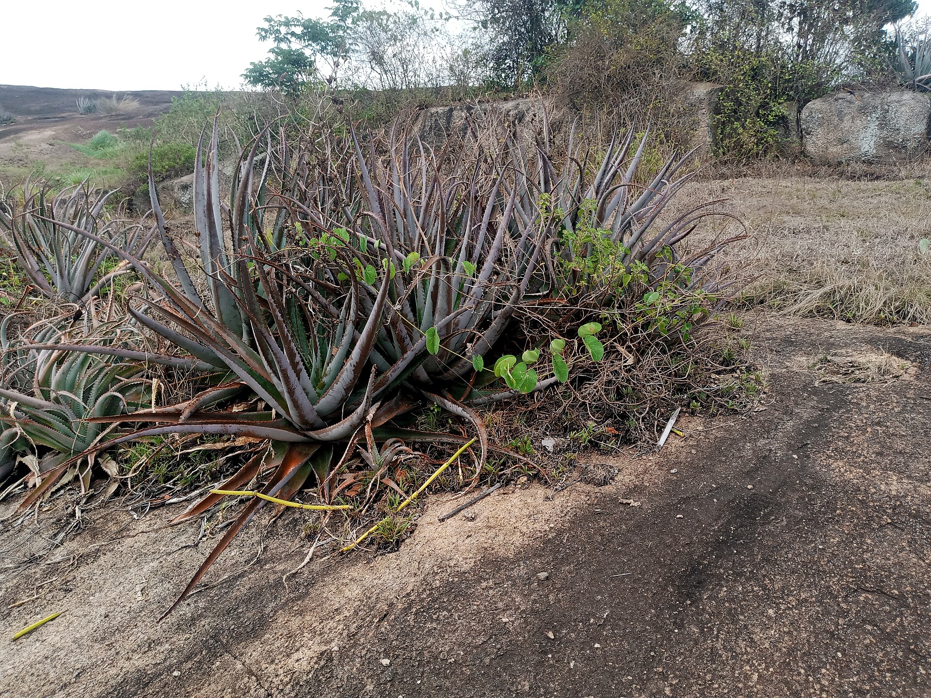 Fresh aloe vera plant, a natural skincare ingredient