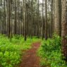 Sunlight through a pine forest