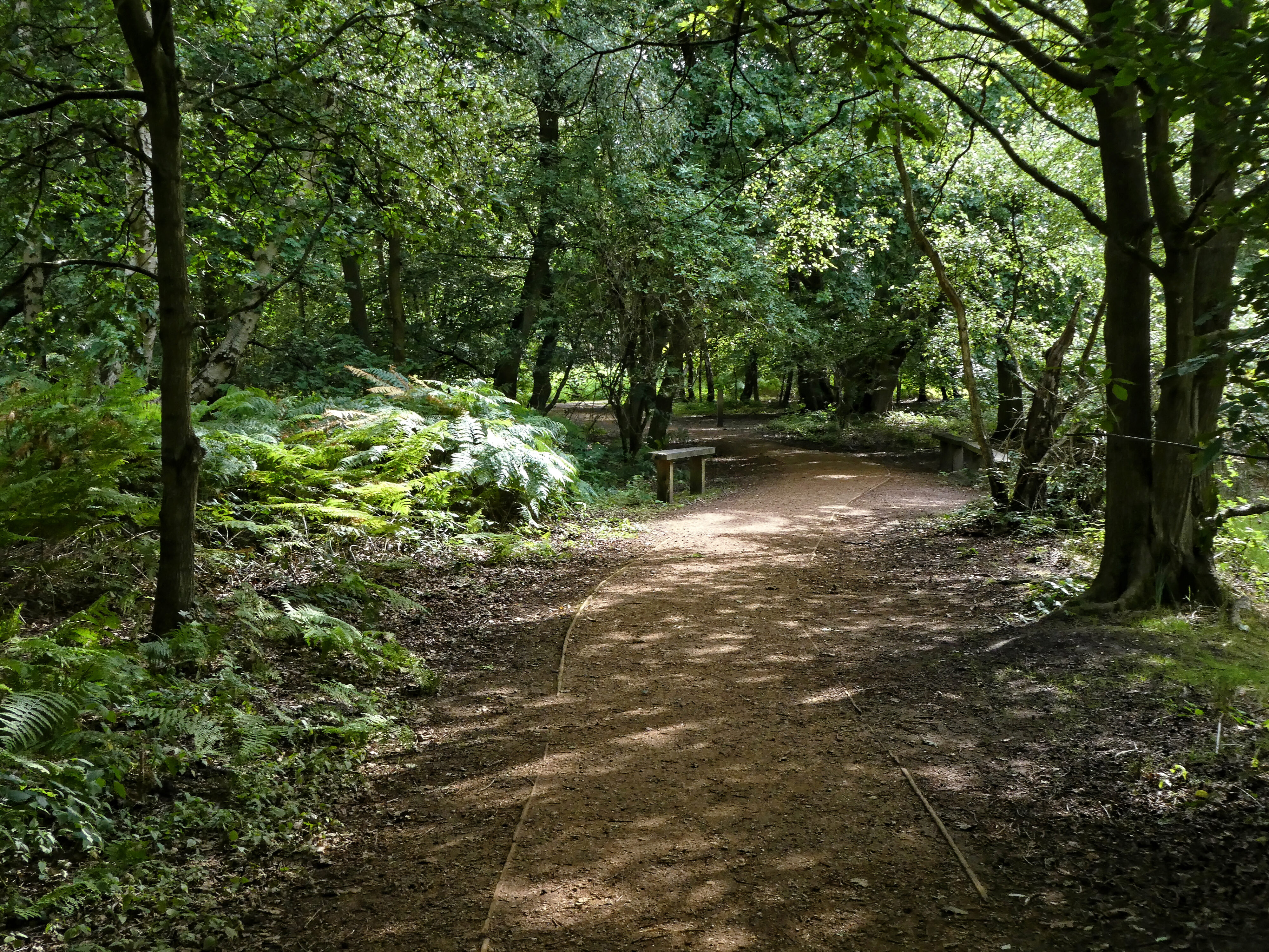 Forest path through tall trees
