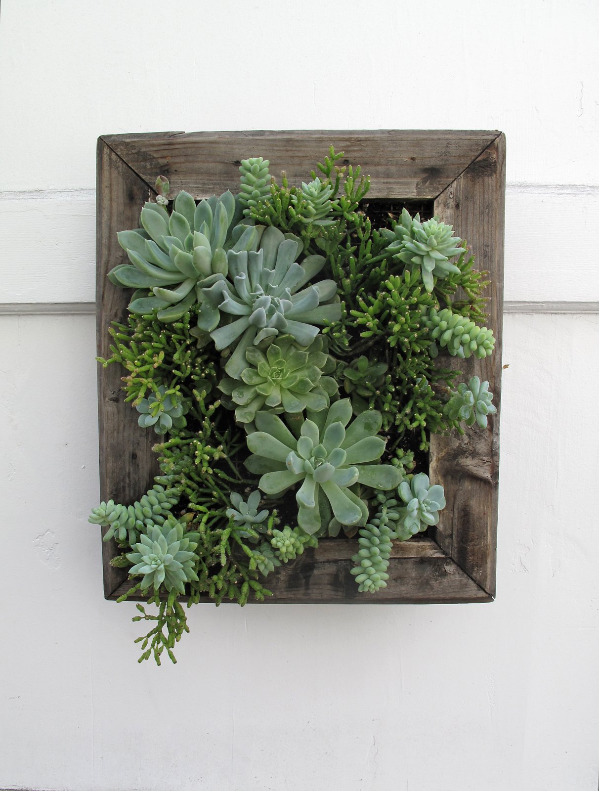 Vertical succulent plant wall, green home decor styling