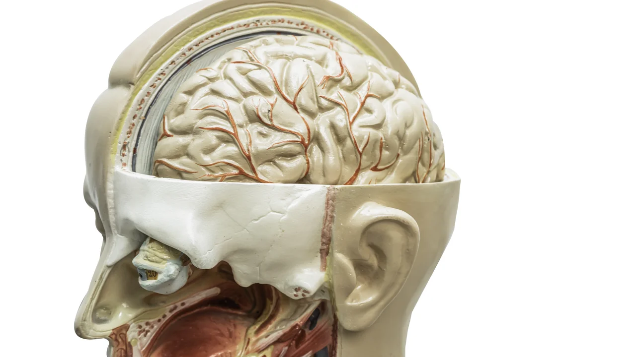 Human brain model of head anatomy for medical training course, teaching medicine education.